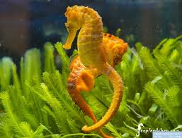 Seahorse: Reidi; Red; Atl.
