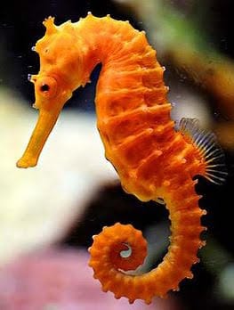 Seahorse: Reidi : Orange; TR