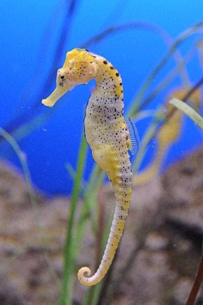 Seahorse: Reidi; Yellow; Atl.
