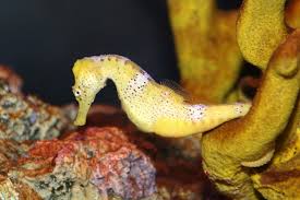 Seahorse: Reidi : Yellow; TR