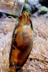 Shark: Banded Cat; Egg Case