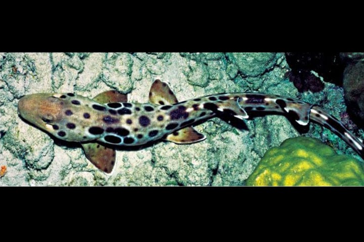 Shark: Epaulette; PNG