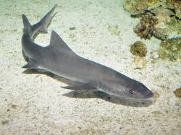Shark: Smooth Hound