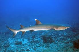 Shark: White Tip Reef