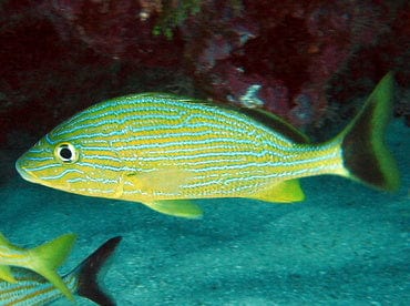 Snapper: Bluestriped Grunt C.B.