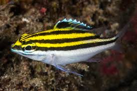 Snapper: Two Line; Fiji