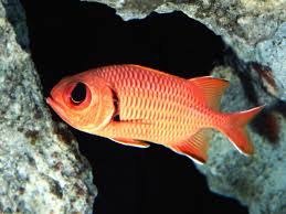 Squirrelfish: Bigeye Soldier; Haw.
