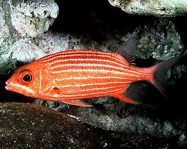 Squirrelfish: Candy Cane; Haw.