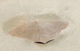 Stingray: Butterfly; Japan