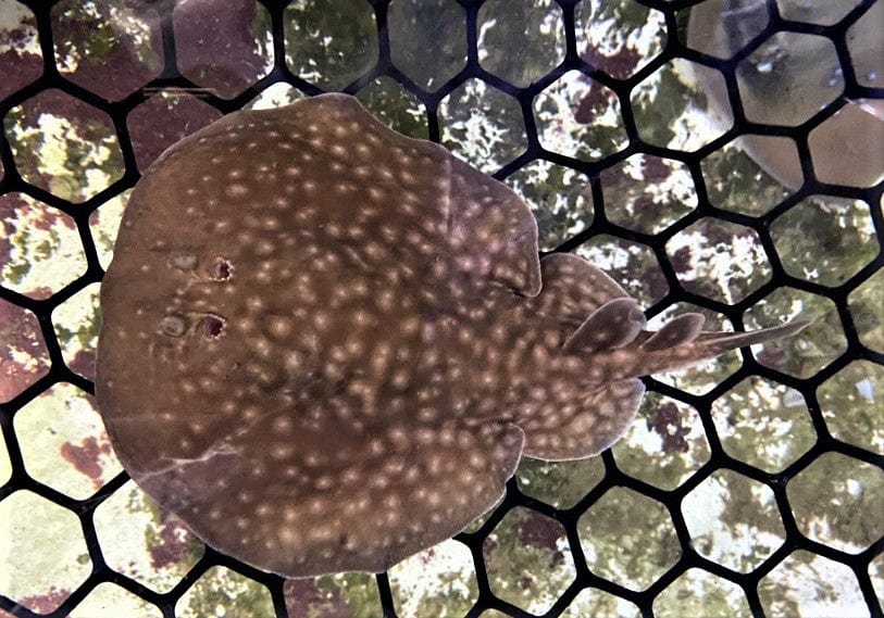 Stingray: Marbled Electric Ray