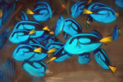 Tang: Blue (Hippo); Aus.