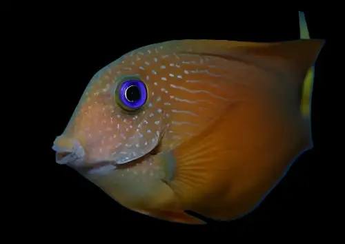 Tang: Blue Eye; Fiji