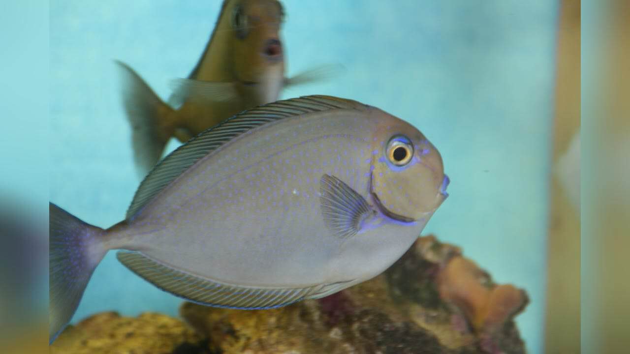 Tang: Blue Spot Naso