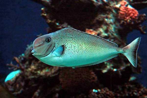 Tang: Bulbnose Unicornfish
