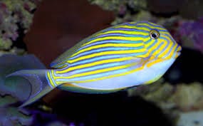 Tang: Clown; Fiji