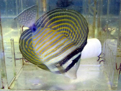 Tang: Desjardinii Sailfin; R.S.