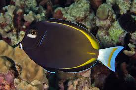 Tang: Gold Rim; Haw.