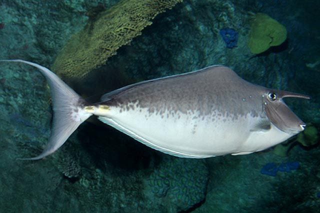 Tang: Humpback Unicornfish