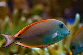 Tang: Lavender; Haw.