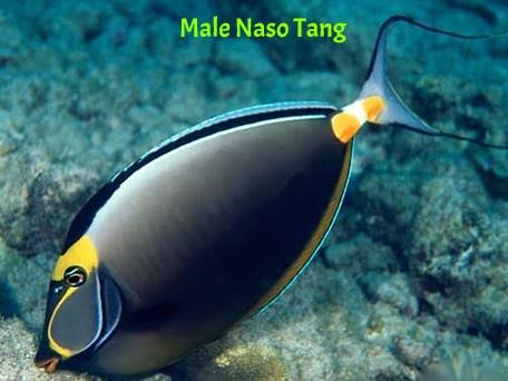 Tang: Naso; Male; Haw.