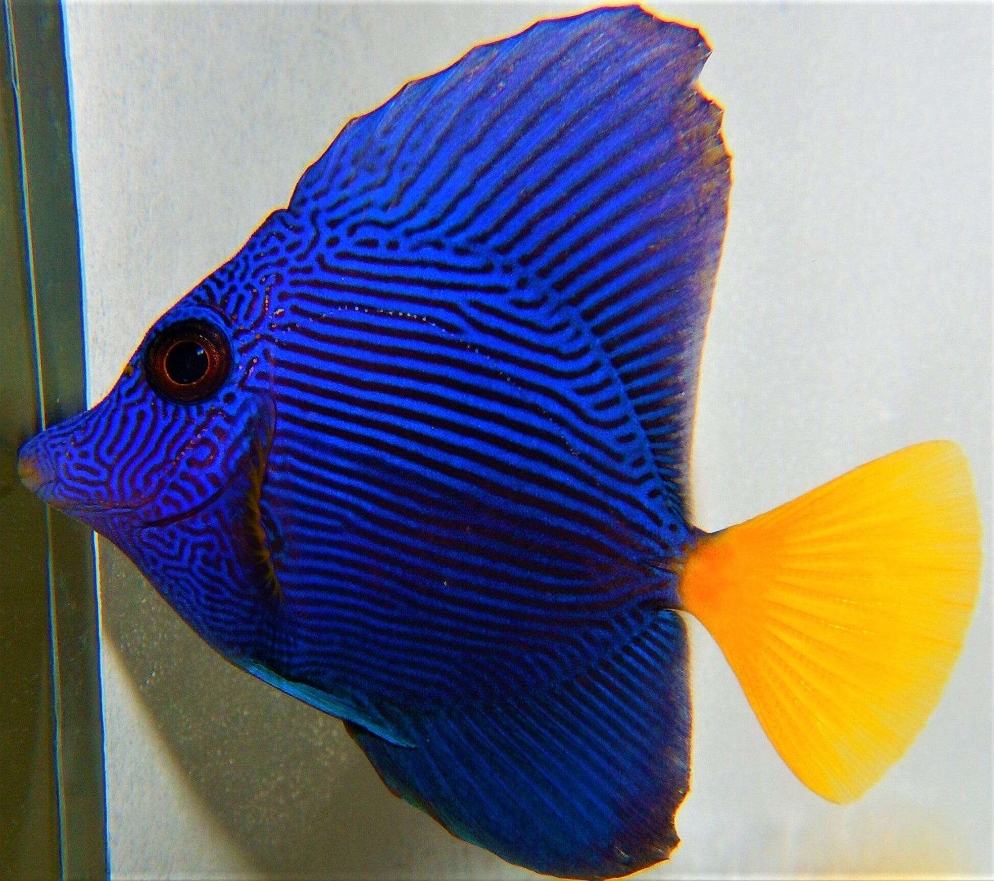 Tang: Purple; imperfect