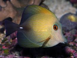 Tang: Scopas; Fiji