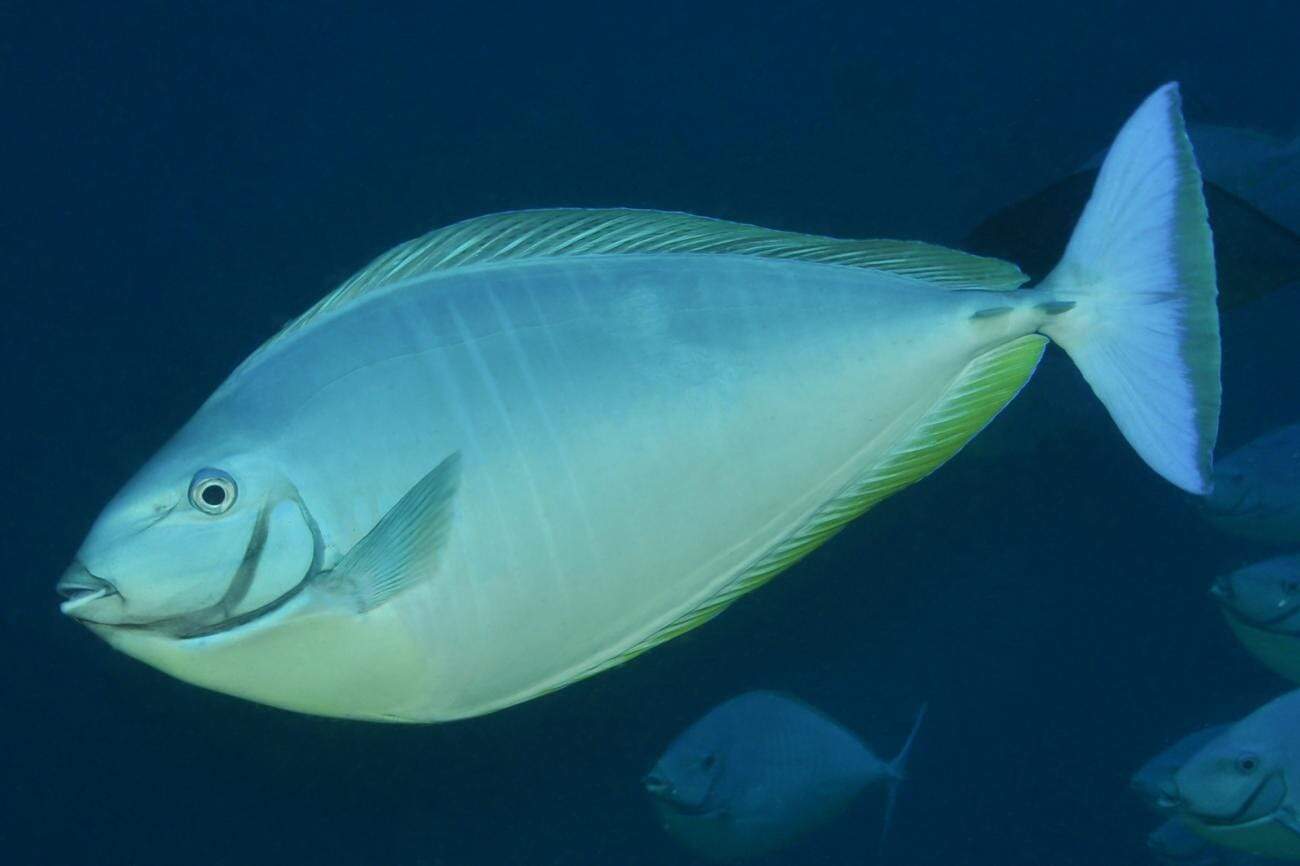 Tang: Sleek Unicornfish