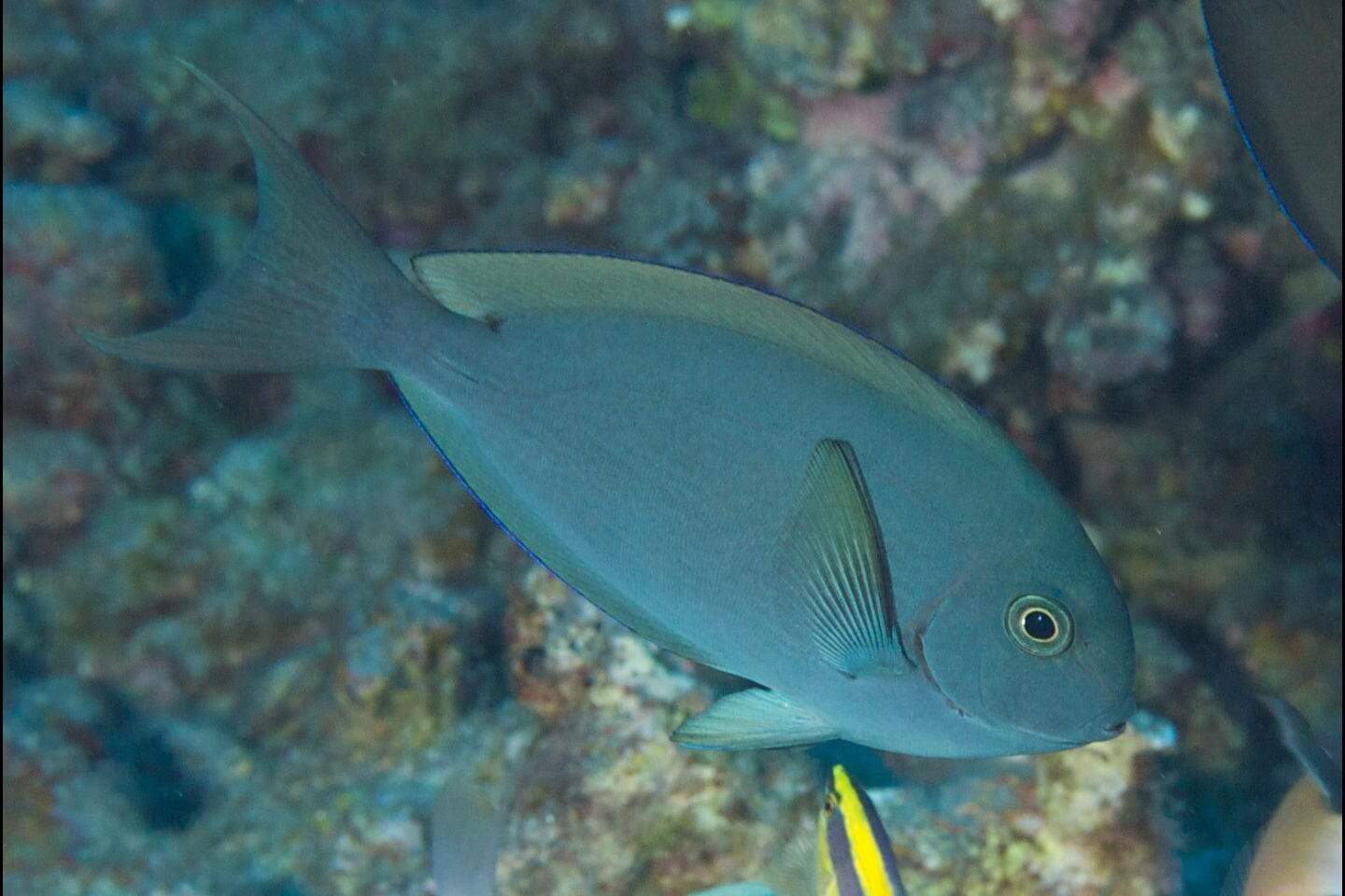 Tang: Thompsons; Haw.