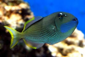 Trigger: Bluejaw; Male; Hawaii