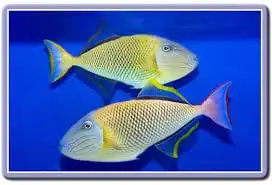 Trigger: Crosshatch; Fem; Haw.