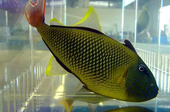 Trigger: Crosshatch; Male; Haw