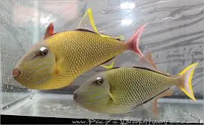 Trigger: Crosshatch; Pair; Haw.