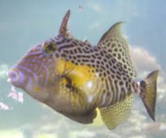 Trigger: Gold Heart; Africa