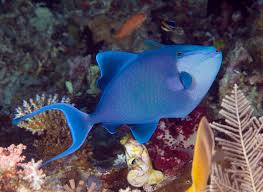 Trigger: Niger; Fiji