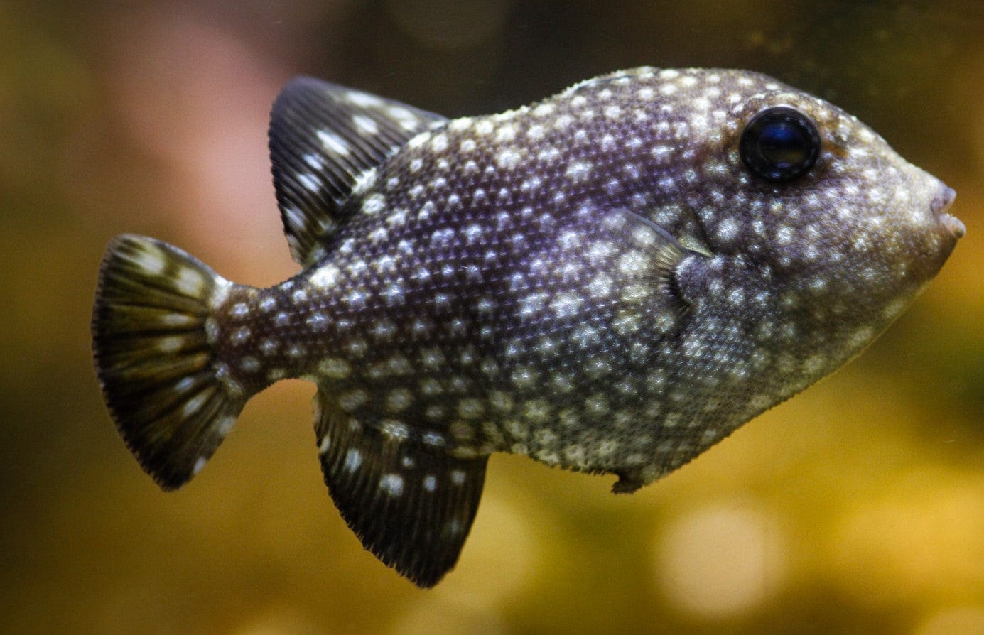 Trigger: Rough (Spotted)