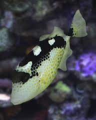 Trigger: Stellatus (Starry)