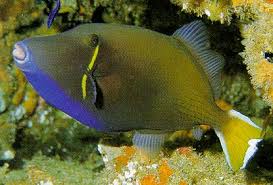 Trigger: White Tail; Fiji