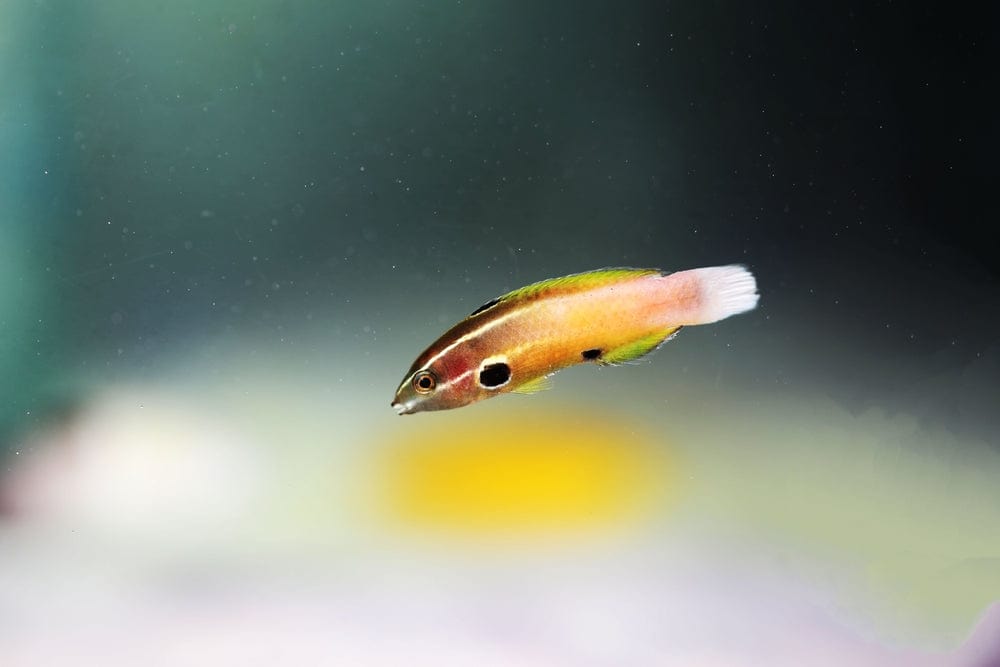 Wrasse: Allens; Palau