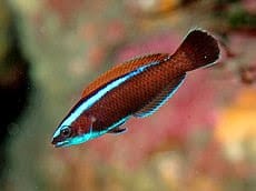 Wrasse: Chiseltooth; Juv.