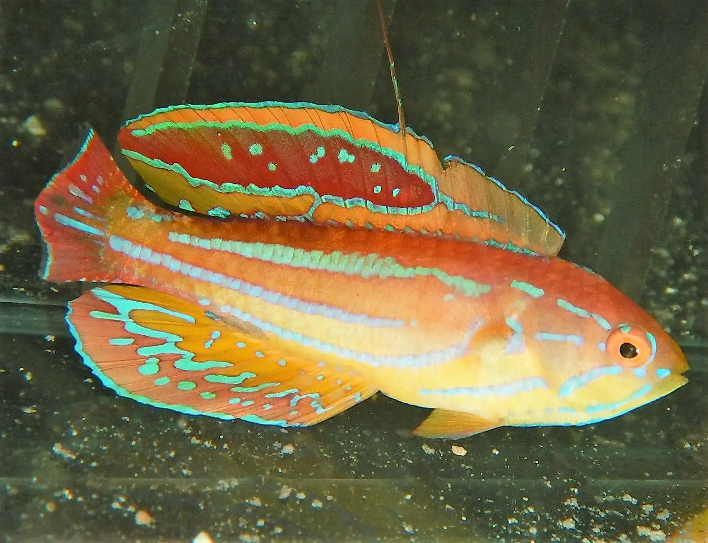 Wrasse: Diamond Tail Flasher; M