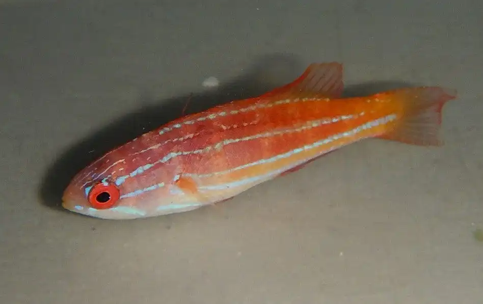 Wrasse: Diamond Tail Flasher; F
