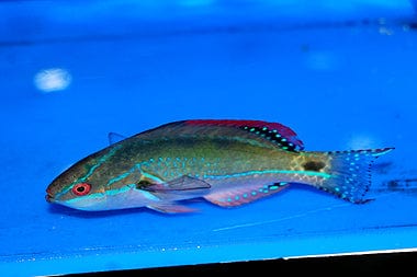 Wrasse: Exquisite Fairy; Aus.