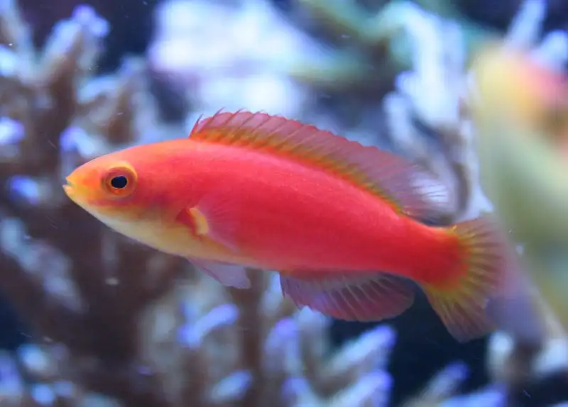 Wrasse: Flame; Female; Haw.