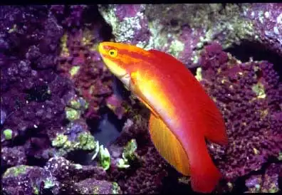 Wrasse: Flame; Male; Haw.