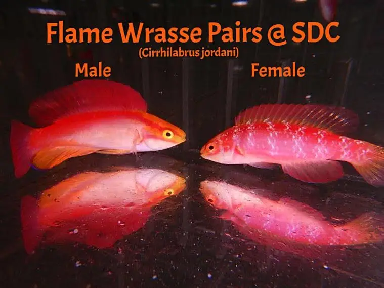 Wrasse: Flame; Pair; Haw.