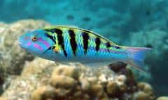 Wrasse: Hardwicki; Fiji