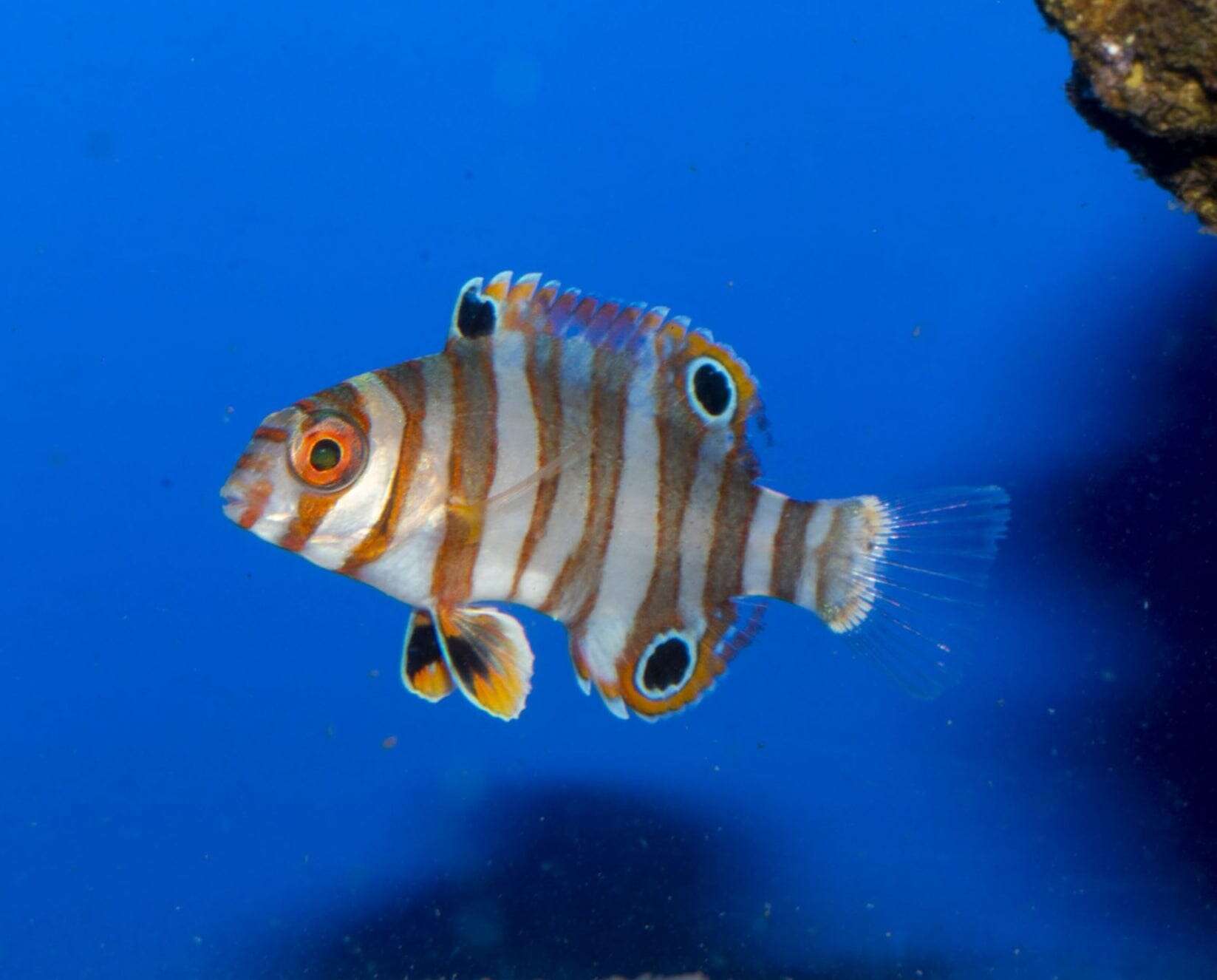 Wrasse: Harlequin Tusk; Juv.; Aus.