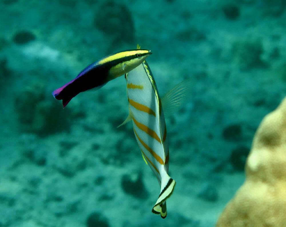 Wrasse: Hawaiian Cleaner