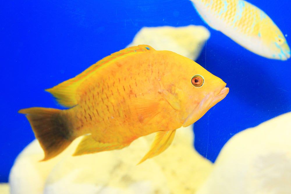 Wrasse: Insidiator; Yellow