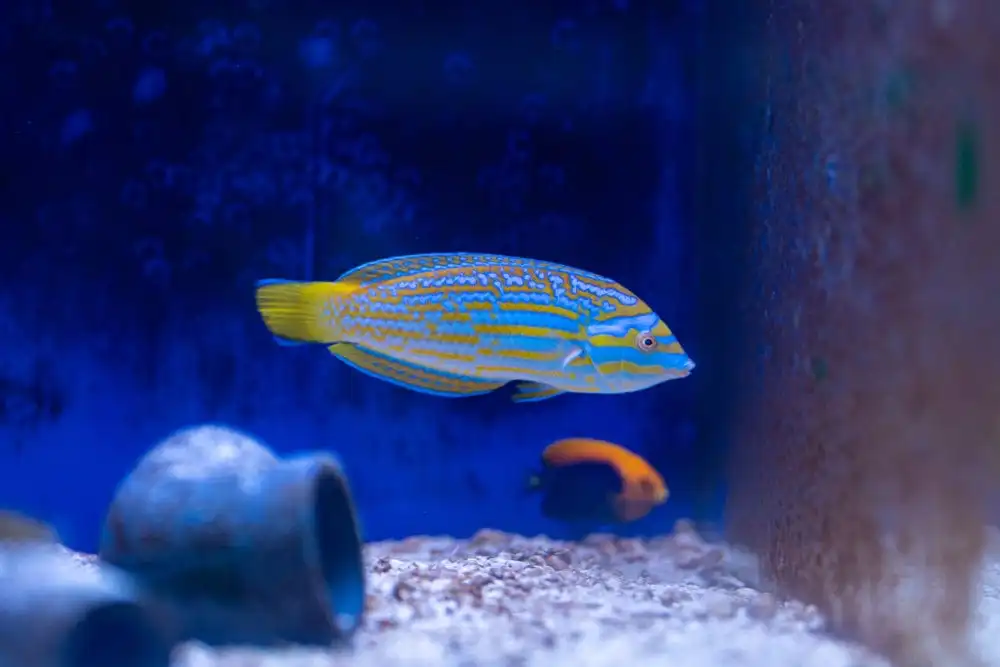 Wrasse: Lennardi; Aus.Juv